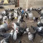 للبيع صيصان