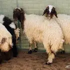 جذعات جبرة ذبح ولا مقنوي