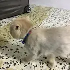 قط لطيف للتزاوج