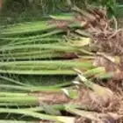 فسائل نخيل القصيم