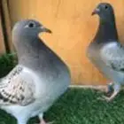 طيور زأجل سباق يوجد أجواز منتجةوطبات جاهزةللتثبيت أبطال توب