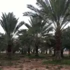 نقوم بتوريد انخيل وزرعته وتركيب الشبوك بجميع انواعها في أنحا