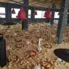 مشرف مزارع دجاج ولي خبره عاليه في هذا المجال