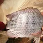 مهندس زراعي اخصائي وانشاء المزارع السمكيه سوداني الجنسيه