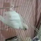 روز البينو للتبني عنده كساح