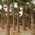 ابوناصر لتوريد جميع انواع النخيل العربي وواشنطن