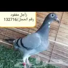 حمام زاجل سباق (مفقودة.بالمدينة المنورة وضواحيها) كبار وطبات
