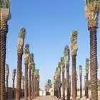 نخل للبيع بجميع انوعه ومقساته