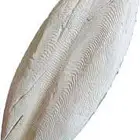 عظم حبار كالسيوم