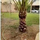 منسقين حدائق