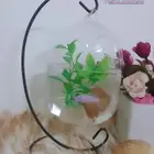 توفرت اسماك الفايتر تبوك