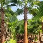 نخل واشنطني وشنطن واشنطونيا زينه للبيع