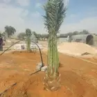 فسايل مثمره ونخيل بجميع انواعه