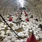 مشرف مزارع تسمين الدجاج الابيض الاحم خير في هذا المجال