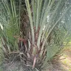 يوجد لدينا جميع فسايل النخيل