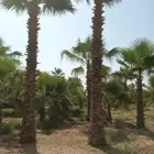 يوجد لدينا جميع النخيل