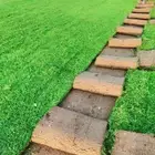 زراعه الثيل طبيعي