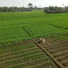 مصري مزارع خبره في مجال الزراعه والنخيل والأغنام