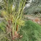 نخيل باجميع أنواعه ومقاساته لتواصل