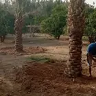 نخيل خلاص وسكري وصقعي