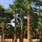 نخل واشنطنيا زينه