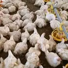 مشرف ومربي دواجن تسمين وليه خبره عاليه في هذا المجال 15سنه