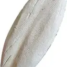 عظم حبار للبيع
