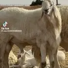 جزار مصري في جده