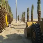 زراعه نخيل