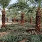 نخيل عربي واشنطني
