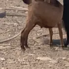 تيس صغير للبيع عمر 2شهرين 20يوم طيب وصل سوم 800