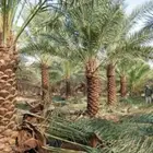 توريد وزراعه جميع انواع النخيل