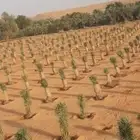 زراعة النخيل واشجار الزينة