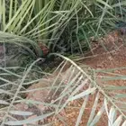 فروخ فسايل حيش للبيع