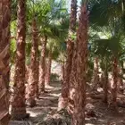توريد وزراعة النخل الواشنطني الزينه إلى جميع مناطق المملكة