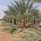 للبيع نخل عربي ونخل وشنطني
