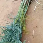 ابو درهم لتوريد. جميع انواع النخيل في انحا المملكه