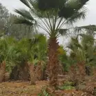 يوجد الدنيا جميع انواع انخيل زينه واشنطن