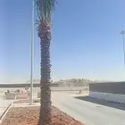 ابوناصر لتوريد جميع انواع النخيل العربي وواشنطن
