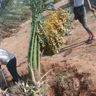 تحت إشراف ابو نايف ت توريد جميع أنواع اتخيل