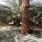 نخل نخيل للبيع عربي واشنطني خلاص صقعي برحي سكري مجدول وفسايل