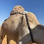 جهاز تتبع وتحديد موقع الابل 6000 أمبير