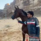 سايس اشتغل عساف خيول. ف الرياض وتساب اتصال