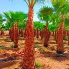 نخل وشنطني جميع المقاسات