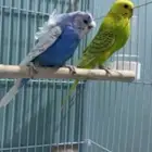 اتبنا اي شي من الطيور لوجه الله