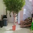 زيتون صناعي بسعار منافسه