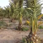 يتوفر لدينا نخيل مثمر فروخ ونقايل
