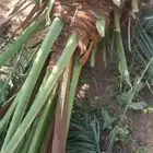 نخيل القصيم اسعامعقوله ونخل طيب رقم الجوال