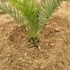 .بمناسبة بدء الموسم الزراعي يوجد نخيل عدة أنواع وشتلات اشج
