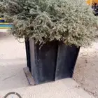 اشجار